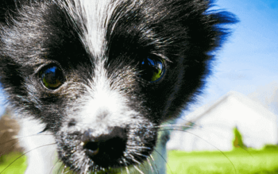 This Magical Dog Only Answers To Harry Potter Spells. 10 Points to Gryffindog!