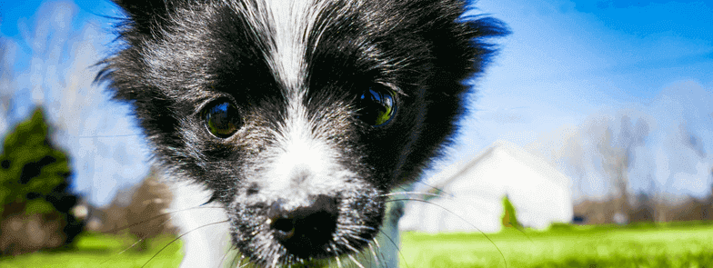 This Magical Dog Only Answers To Harry Potter Spells. 10 Points to Gryffindog!